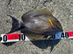 ニセカンランハギの釣果