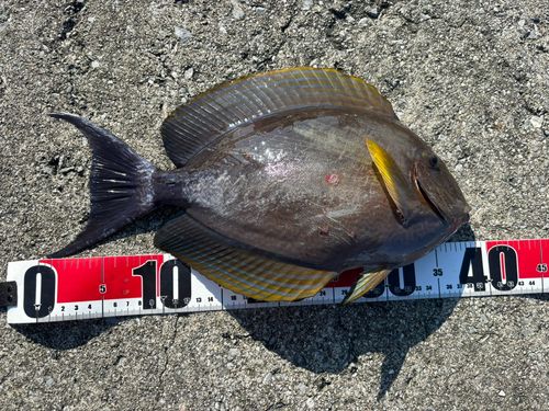 ニセカンランハギの釣果