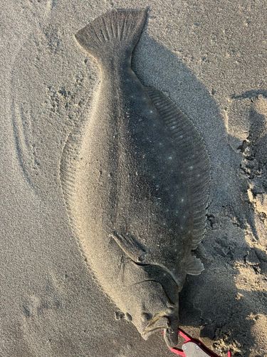 ヒラメの釣果