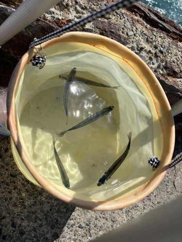 トウゴロウイワシの釣果