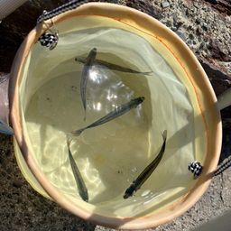 トウゴロウイワシ