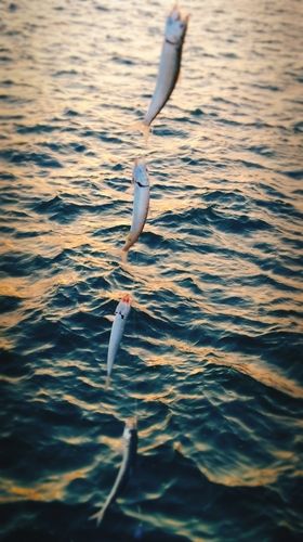 マイワシの釣果
