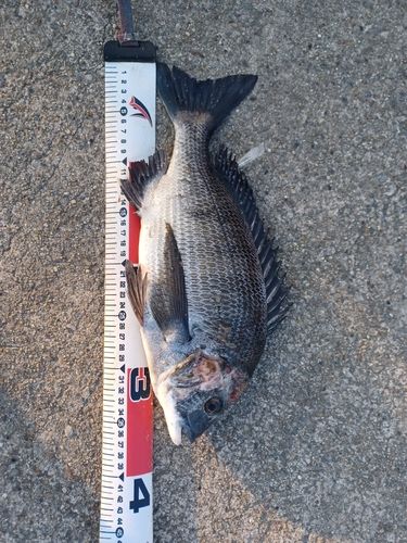 クロダイの釣果