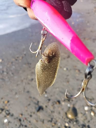 シタビラメの釣果