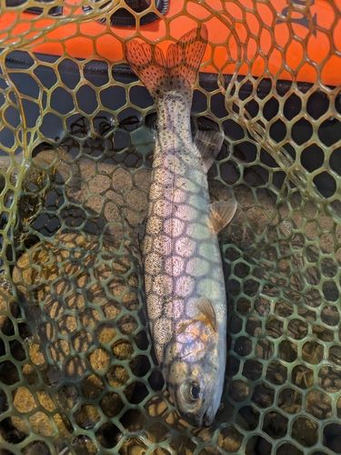 ニジマスの釣果