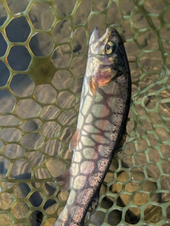 ニジマスの釣果