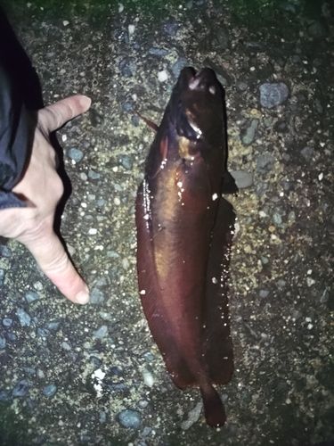 ドンコの釣果