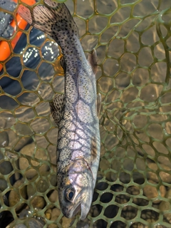 ニジマスの釣果