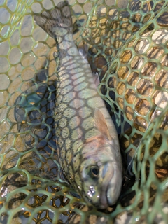 ニジマスの釣果