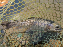 ニジマスの釣果