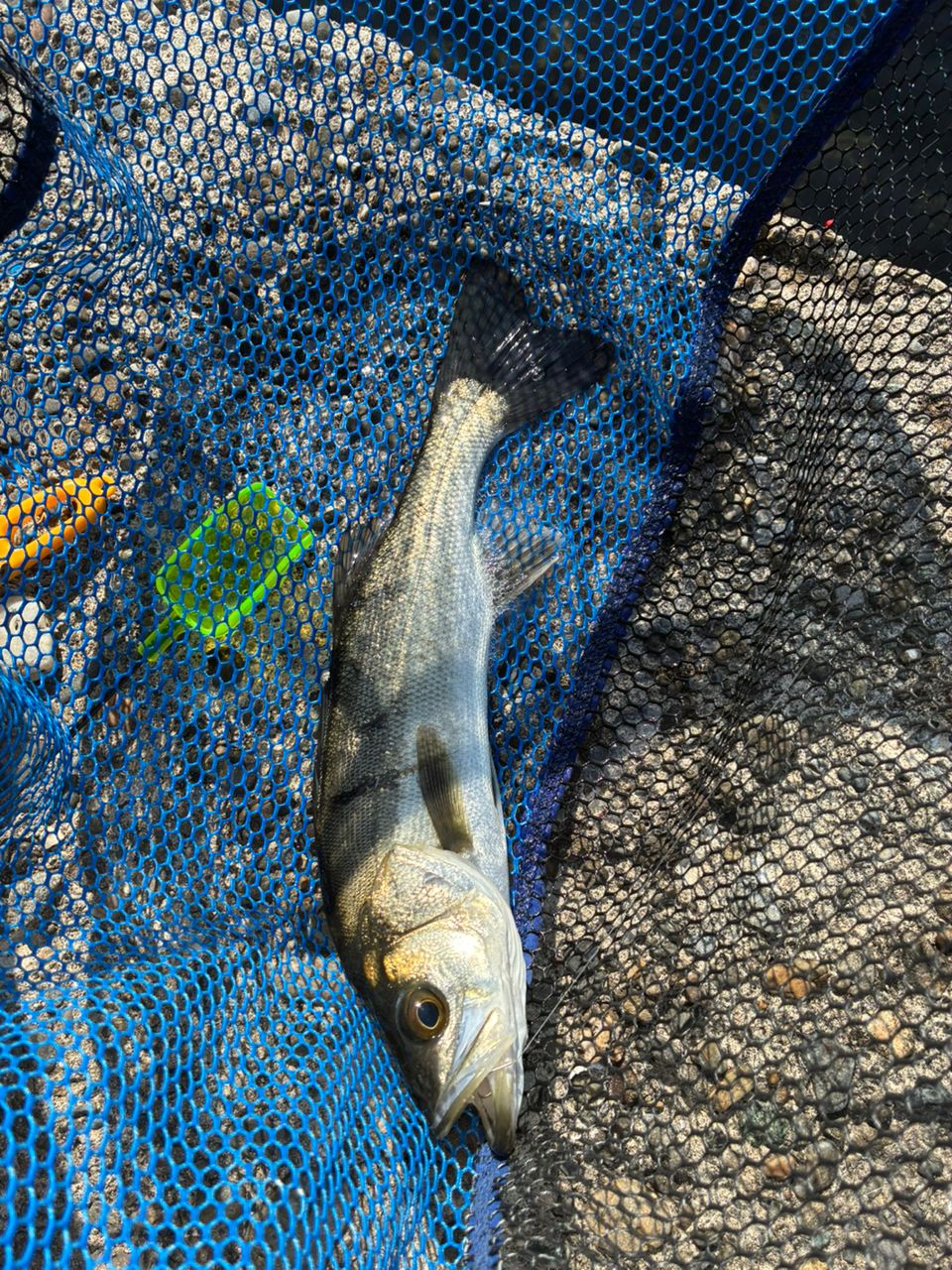 セイゴ（マルスズキ）