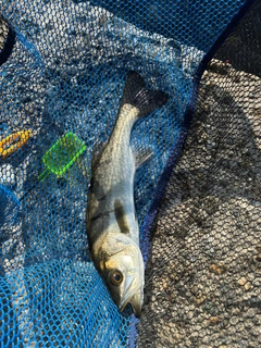 セイゴ（マルスズキ）の釣果