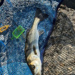 セイゴ（マルスズキ）