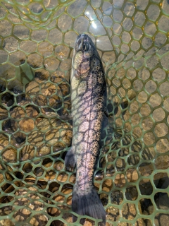 ニジマスの釣果