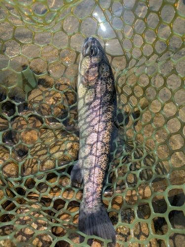 ニジマスの釣果