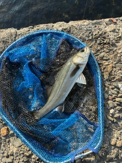 ハネ（マルスズキ）の釣果