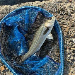 ハネ（マルスズキ）