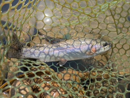 ニジマスの釣果