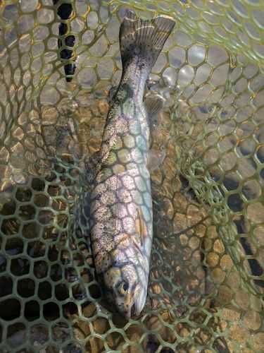 ニジマスの釣果