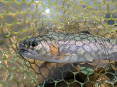 ニジマスの釣果
