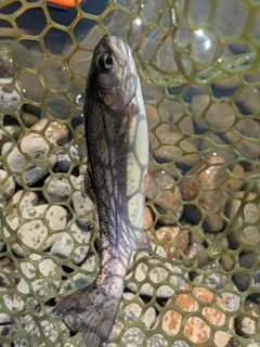 ニジマスの釣果
