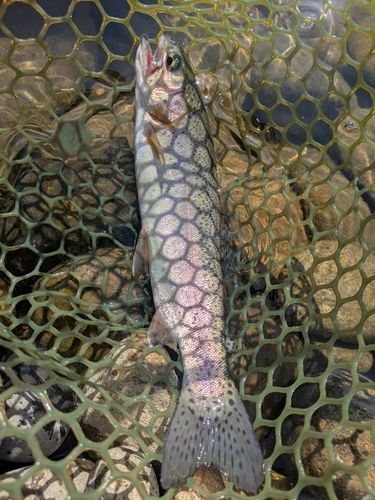 ニジマスの釣果