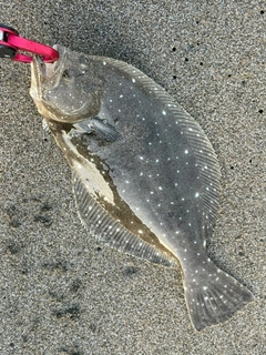ソゲの釣果