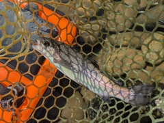 ニジマスの釣果