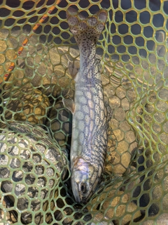 ニジマスの釣果