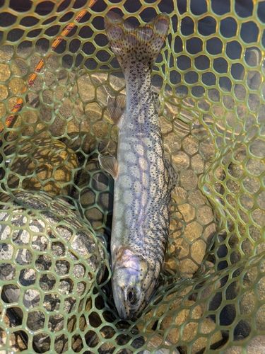 ニジマスの釣果