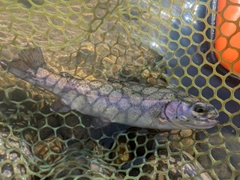 ニジマスの釣果