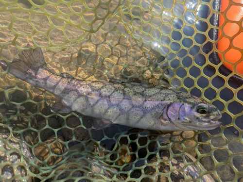 ニジマスの釣果