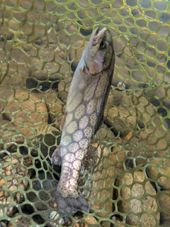 ニジマスの釣果