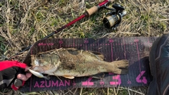 ブラックバスの釣果