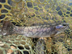 ニジマスの釣果