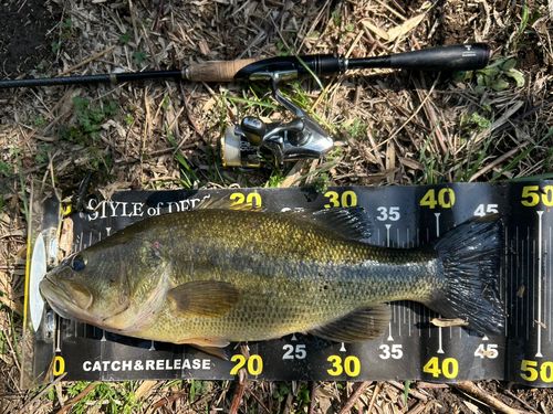 ブラックバスの釣果