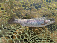 ニジマスの釣果