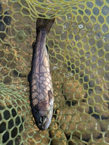 ニジマスの釣果
