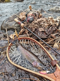 ニジマスの釣果