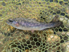 ニジマスの釣果
