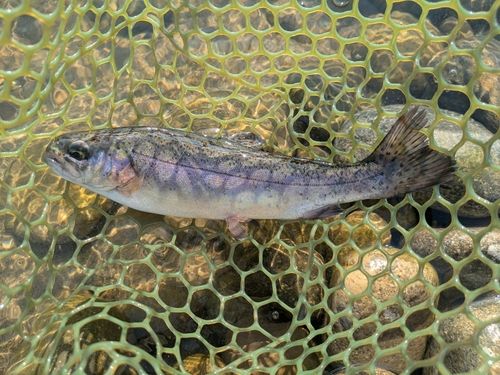 ニジマスの釣果