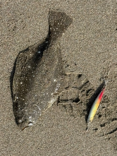 ソゲの釣果