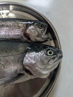 サクラマスの釣果