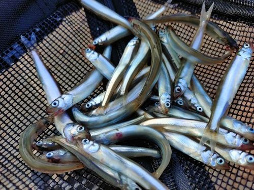 チアユの釣果
