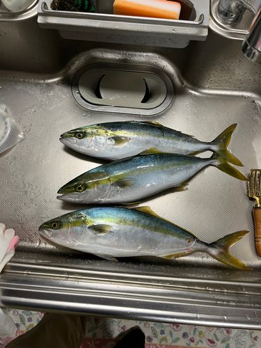 ツバスの釣果