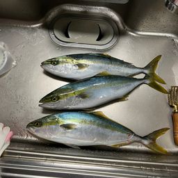 ツバス