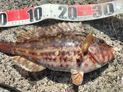 カワハギの釣果