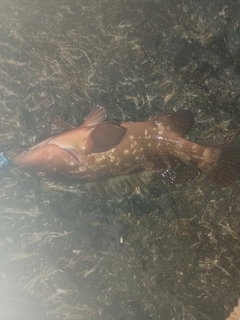 キジハタの釣果