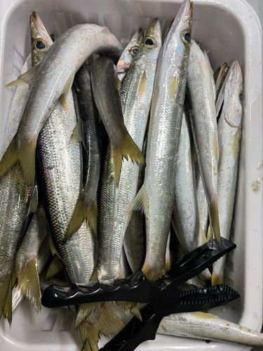 アカカマスの釣果