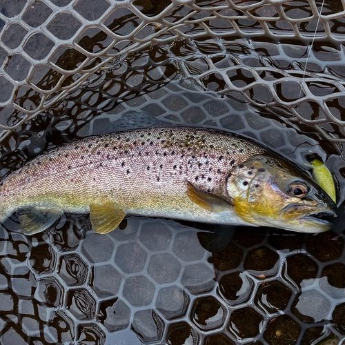 ブラウントラウトの釣果